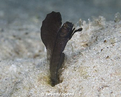 Male sailfin blenny displaying for the attention of a nea... by Beverly Speed 